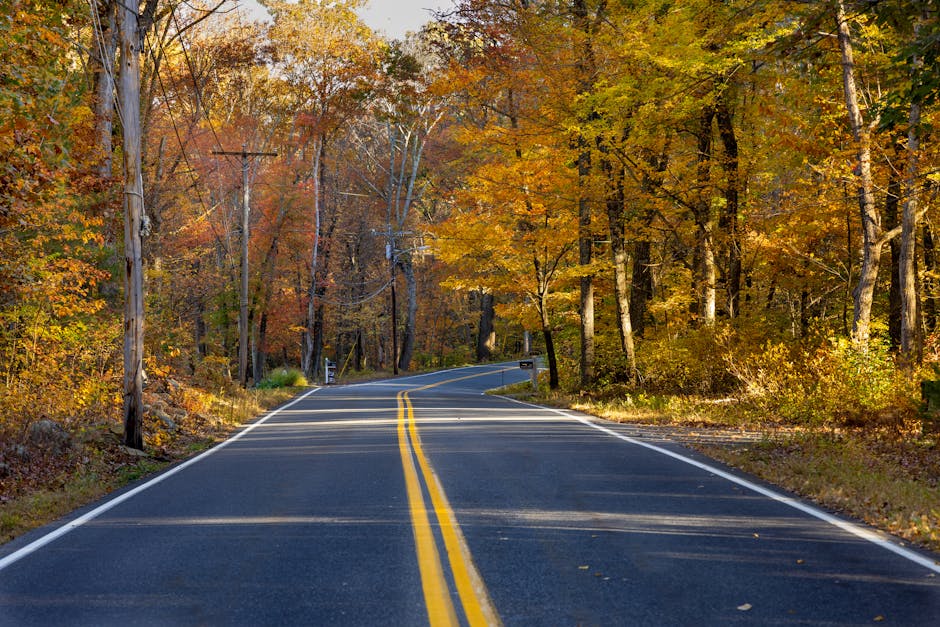A two-lane rural road with freshly painted double yellow lines running through a forested area during autumn, with trees displaying orange, yellow, and brown foliage on both sides. The road curves gently to the left, with wooden utility poles and wires lining the left side of the road. Sunlight filters through the canopy, illuminating the scene with a warm glow. This setting reflects a peaceful, natural environment suitable for planning home relocations or transport routes as part of a house removal in the Upton Park area. The scene emphasizes the importance of careful route selection and efficient planning for furniture transport and moving logistics, in line with services provided by Man with Van Upton Park.