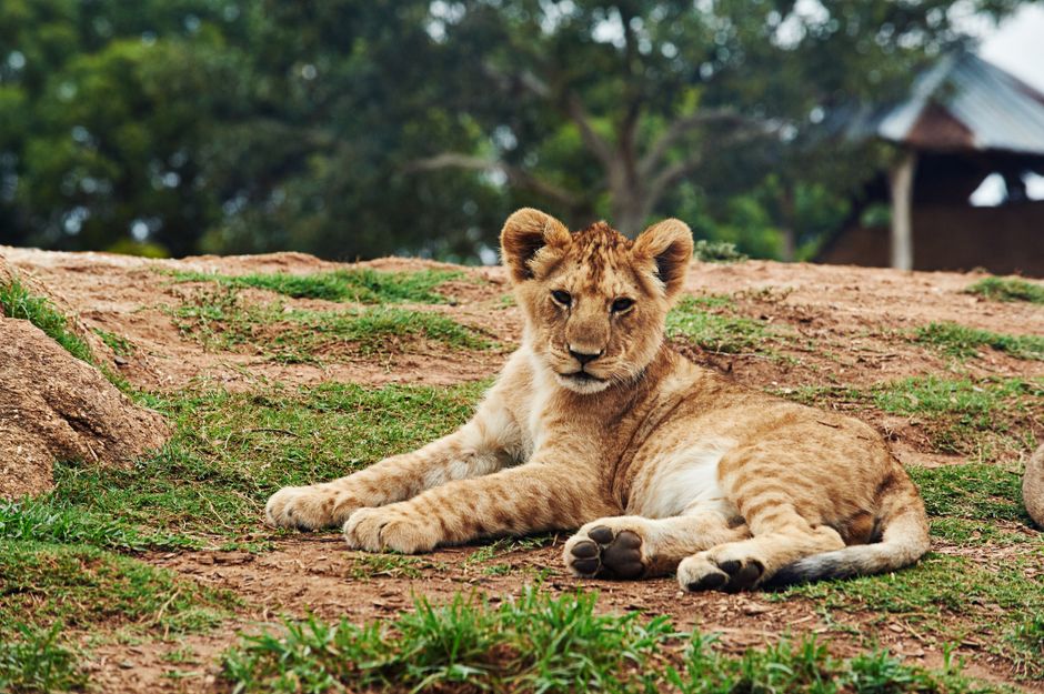A young lion cub with light tan fur and darker spots resting on the ground outdoors, lying on a patch of dirt with some grass, with its front legs stretched out and its head raised, looking directly at the camera. In the background, there are leafy green trees and a wooden structure with a metal roof, suggesting a wildlife reserve or sanctuary setting. The scene is illuminated by natural daylight, emphasizing the details of the cub's fur and facial features. This image illustrates the natural habitat of wild animals and can relate to the importance of careful planning in home relocation or transport of valuable items, as handled by companies like Man with Van Upton Park during removals or moving services.